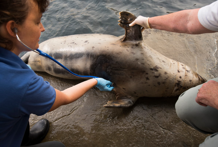 Estetoscopios y animales marinos